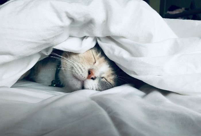 A serene calico cat sleeps peacefully cocooned in soft white blankets, symbolizing the pet clean-up aspect of end-of-tenancy cleaning.