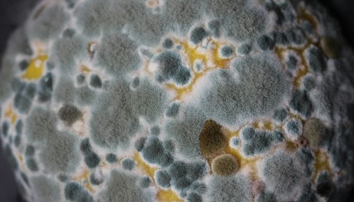 Mould and Mildew – Prevention and Cleaning