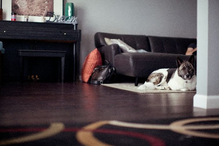 A peaceful dog resting on a rug in the living room, emphasizing the need for targeted cleaning in homes with pets.