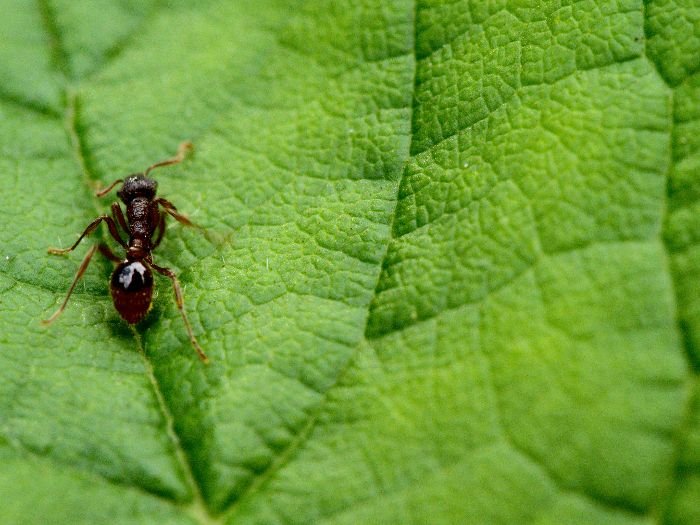 A solitary ant navigating a green leaf, symbolizing the common pests found in London homes that require vigilant pest control.