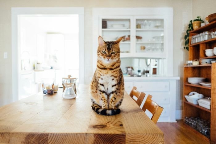 An alert tabby cat sits atop a wooden dining table, overseeing a clean and organized kitchen, reflecting the importance of leaving a spotless space during the final inspection of end-of-tenancy cleaning.